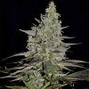 somango xl (1)