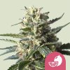 lemon shining silver haze