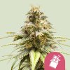 Royal Queen Seeds Chocolate Haze