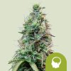 amnesia haze automatic