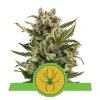 white widow automatic