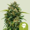 sweet skunk automatic