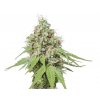 Skunk Seeds AK47
