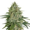 super skunk