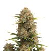 Skunk Seeds Super Skunk Auto