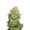 Skunk Seeds White Widow