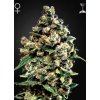 Green House Seed Jack Herer