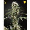 Green House Seed Super Lemon Haze