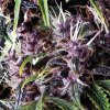 Purple Autoflowering 800x800