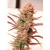 Auto Banana Blaze Dutch Passion Seed company V2B