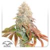 Auto Banana Blaze Dutch Passion Seed company
