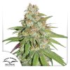 Glueberry OG Dutch Passion Seed company