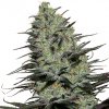 Buddha Seeds Morpheus