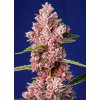 Sweet Seeds Tropicanna Poison F1 Fast Version