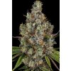 Rainbow Road Cannabis Seed
