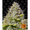 blue gelato 41 circle new 12 877483