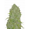 FastBuds Original Jack Herer Auto