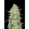 l tsp 2x original auto white widow transparent 1690110428