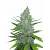 l tsp 2x original auto sour diesel transparent 1690110376