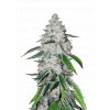 l tsp 2x west coast og transparent 1690109749