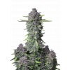 l tsp 2x purple punch auto transparent 1690110089