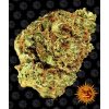 watermelon zkittlez auto circle new 21 298173