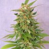 ginger punch auto product image 113