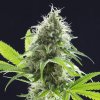 kama kush cbd product image 2262