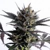 lemon haze auto product image 7573