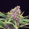 purple kush product image 34