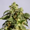 skunk product image 107