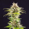 super og kush product image 4939