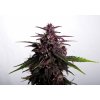 swiss dream rose auto cbd product image 8790