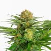 white domina product image 7683