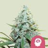 Royal Queen Seeds AMG