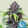 Royal Queen Seeds Purplematic CBD Auto