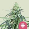 wedding gelato