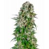 big bud automatic xl