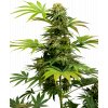 black harlequin feminized xl