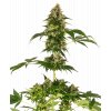 cobalt haze feminized xl