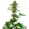 satin black domina cbd feminized xl