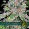 vision seeds doc jamaica500x500