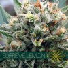 vision seeds supreme lemon500x500