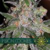 vision seeds cookies500x500