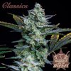 Buddha Classics Diesel Auto