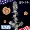 Buddha Seeds Buddha Cookie Feminizovaná