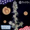 buddha cookie