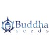 buddha seeds