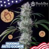 buddha auto cookie