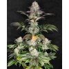 Buddha Seeds Buddha DoSi2